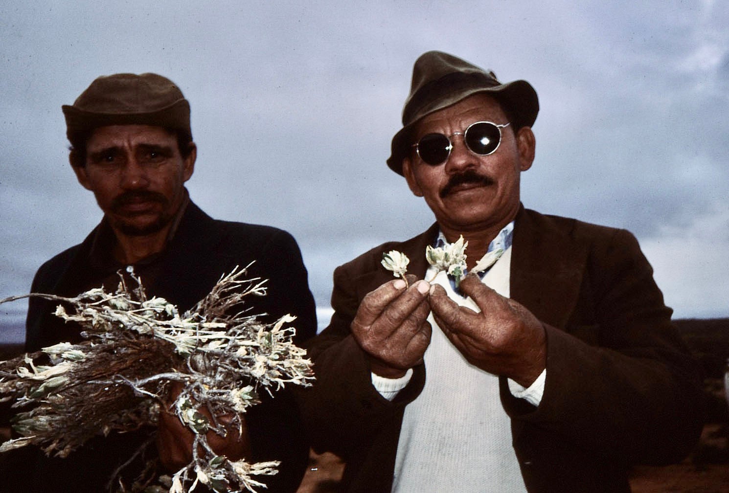 Oom Gert Dirkse (right), the great healer of the hamlet of Paulshoek in the Kamiesberg Mountains, with Sceletium tortuosum, and Jap Jap Klaase (left), a younger healer from th hamlet of Nourivier.