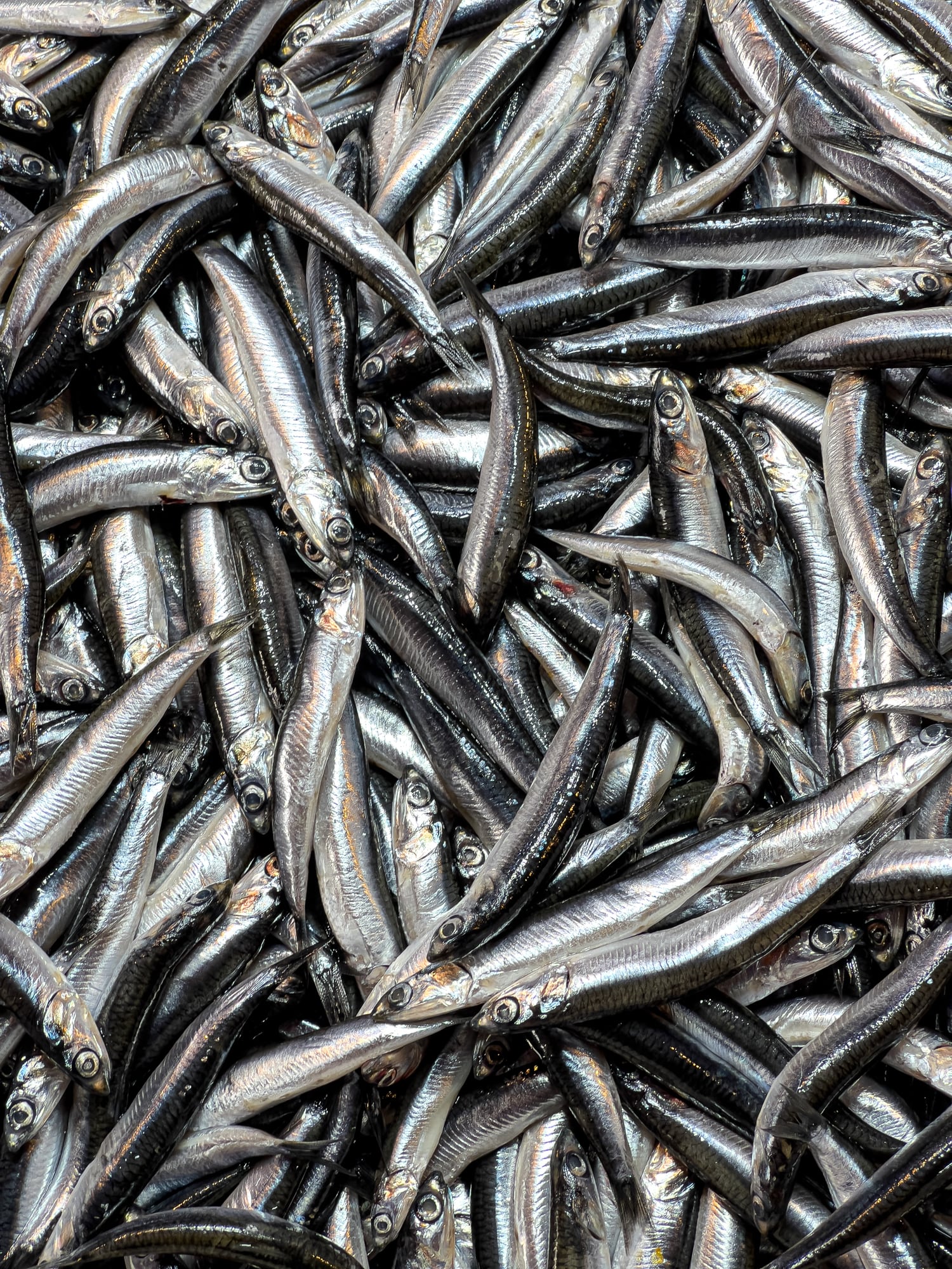 The Peruvian anchovy is widely regarded as the world’s most important fish for fish oil and fish meal.