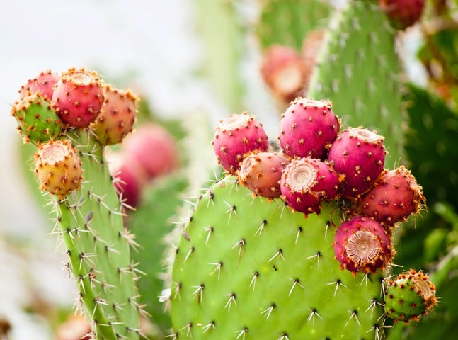 Product based on prickly pear extract takes aim at jet lag