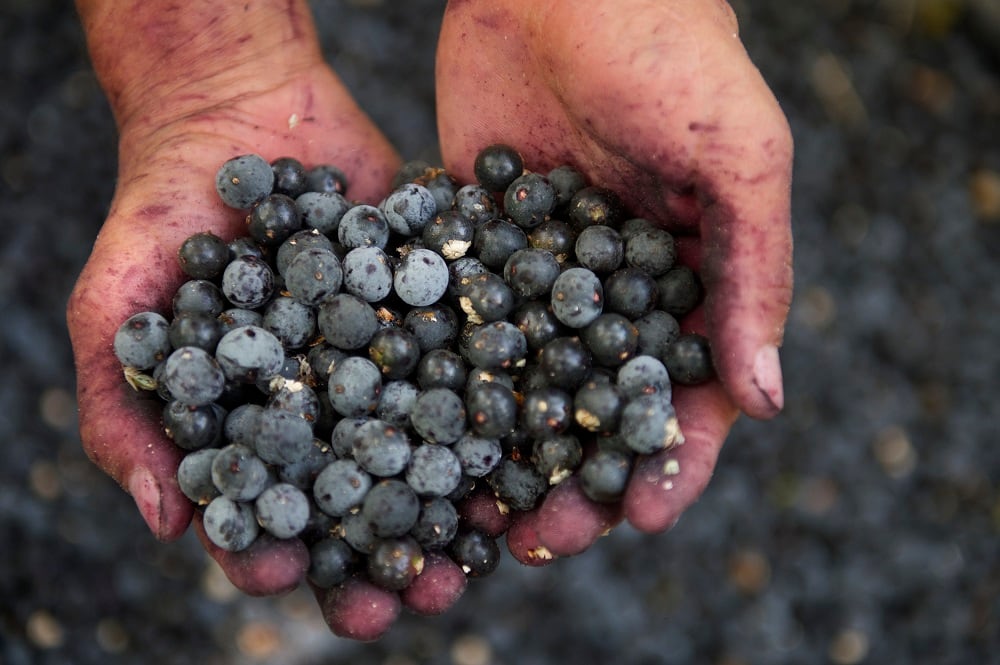 Amazonian-rainforest-fruits-function-led-by-antioxidant-effect-Mexico-mini-review.jpg