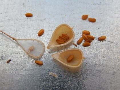 Camelina-seed-resized.jpg