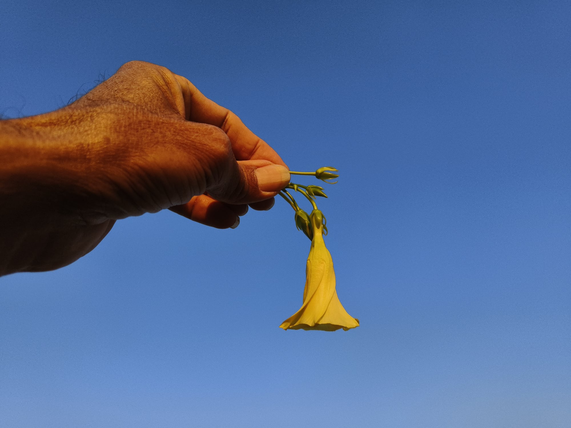 The agency is reminding consumers to avoid these products because they contain toxic yellow oleander and can cause neurologic, gastrointestinal and cardiovascular adverse health effects that may be severe, or even fatal.