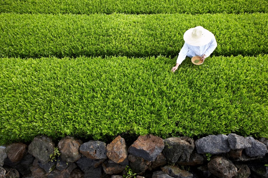 Tea and probiotics: Amorepacific launches new R&D centre to study green tea probiotic strain
