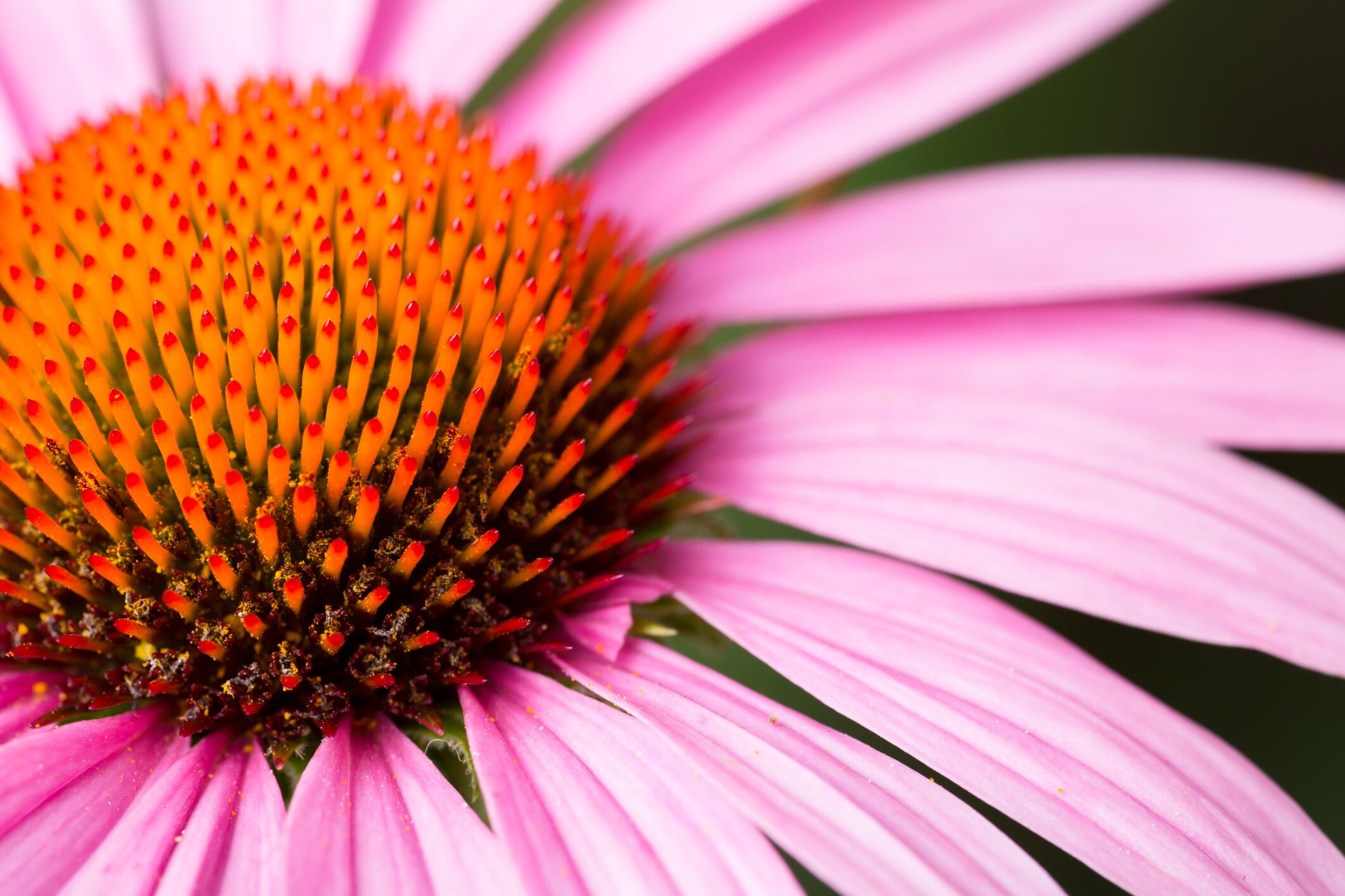 Study adds credibility of antiviral effects of echinacea extract in relation to Covid-19