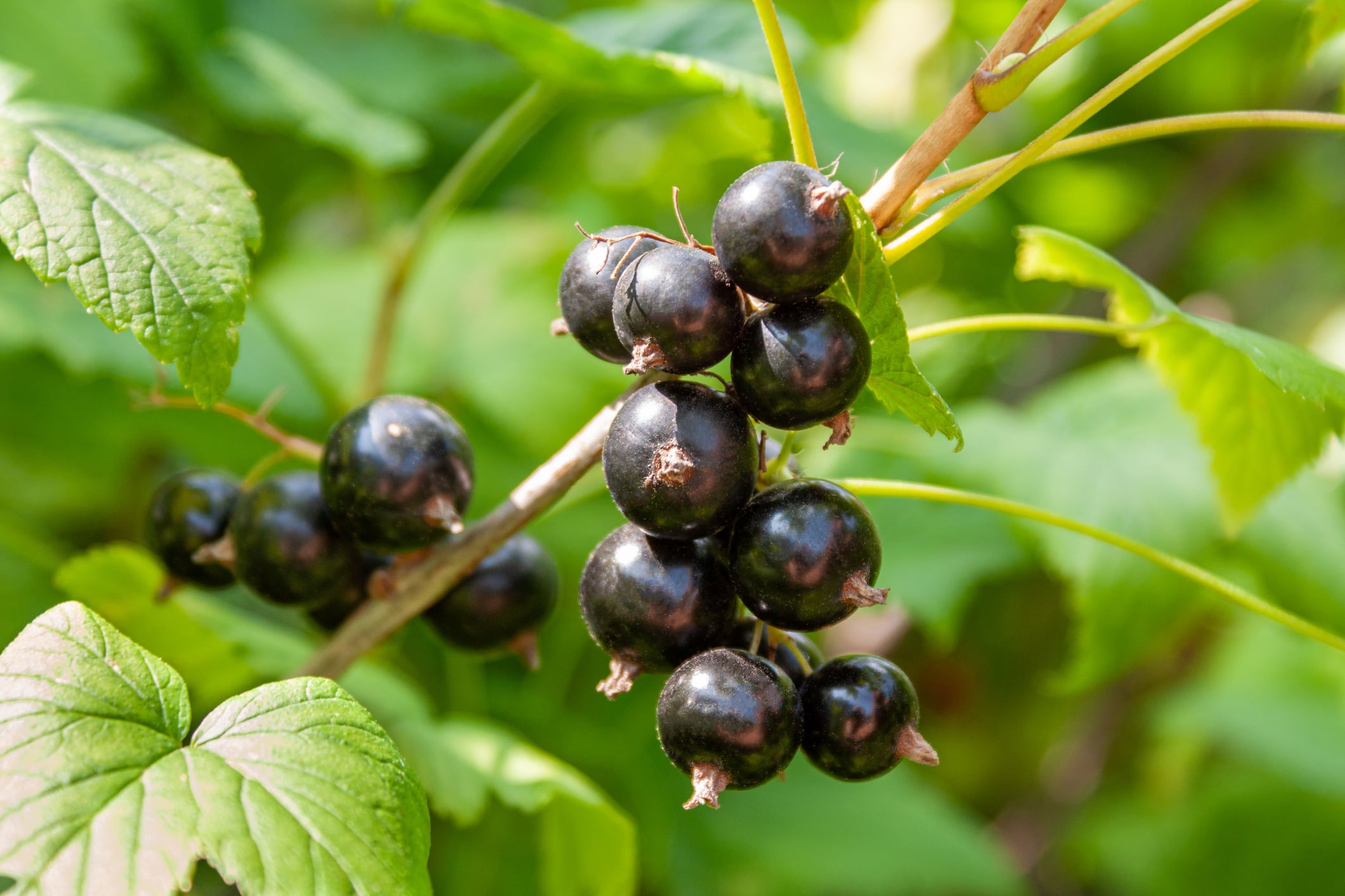 Blackcurrant-extract-meets-demand-for-natural-cognitive-health-products.jpg