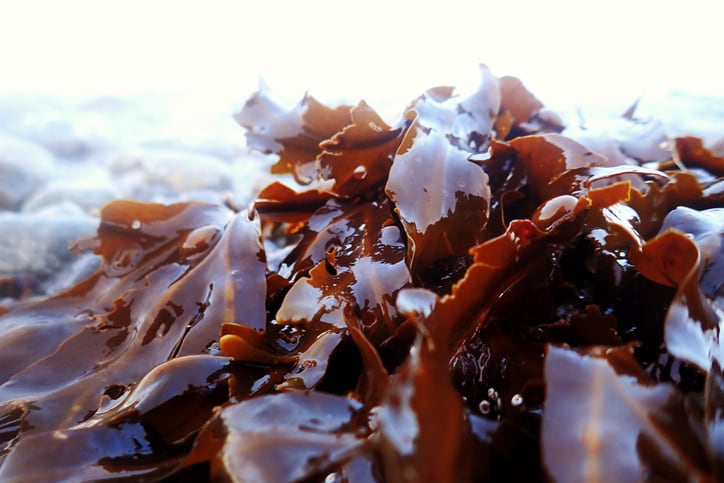 Brown-seaweed-in-feed-may-boost-shrimp-digestion-disease-survival.jpg