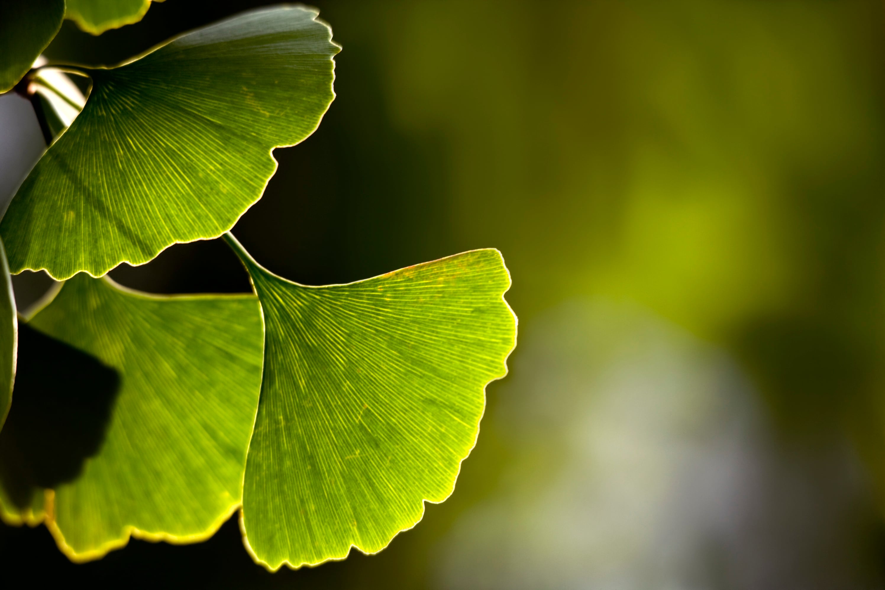 Review-explores-Ginkgo-biloba-s-undervalued-cardiovascular-potential.jpg