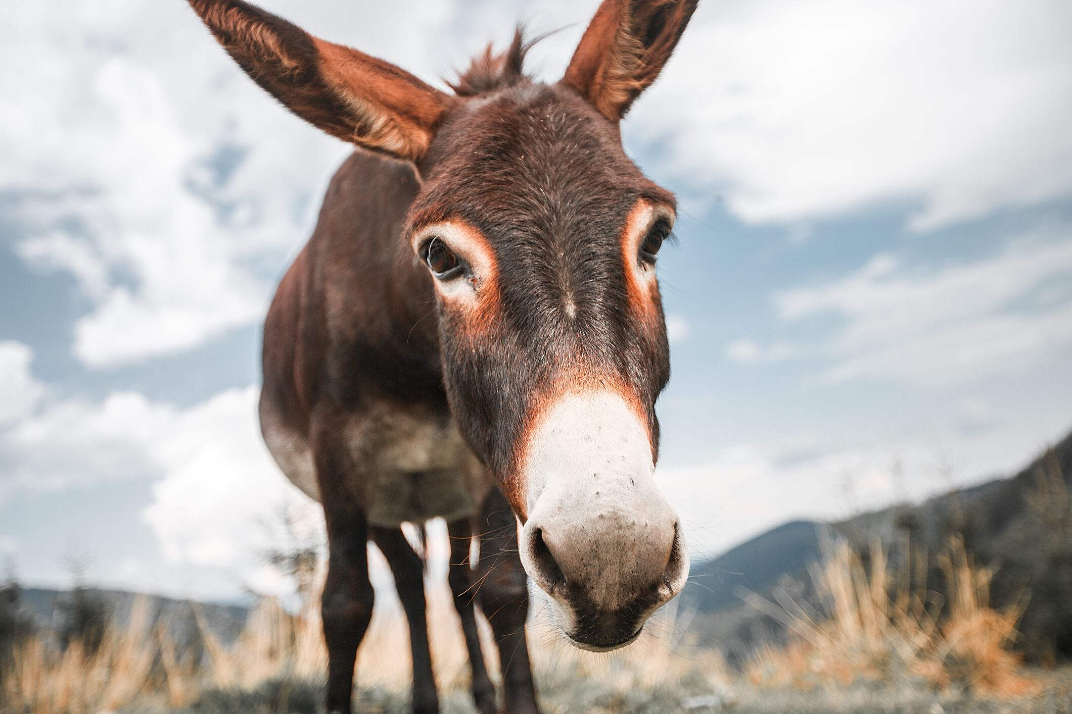 Lawsuit-claims-corporations-are-selling-donkey-skin-supplements-illegally.jpg