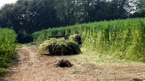 Hemp-harvest.jpg