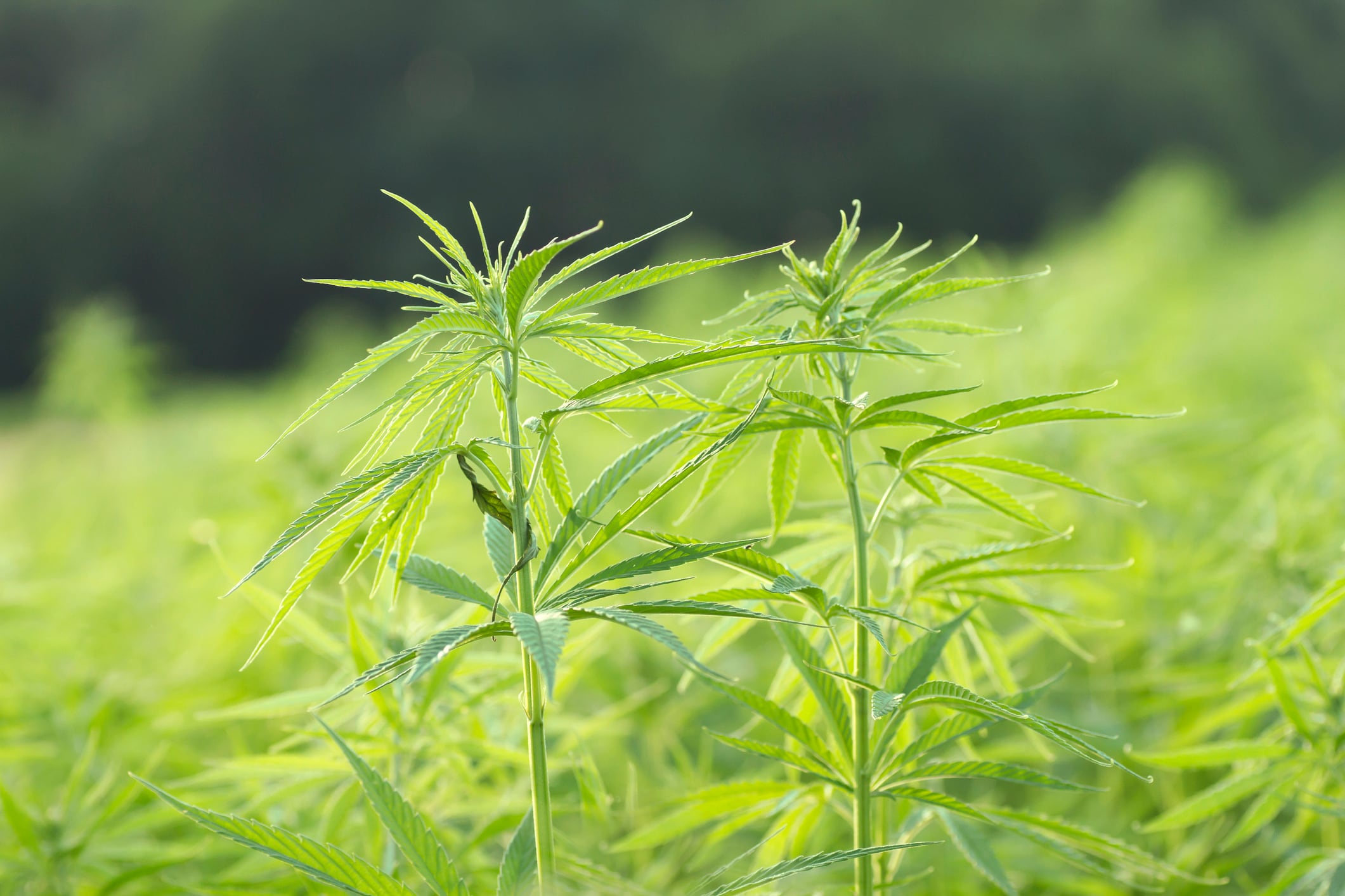 Drs-Cohen-Sharfstein-Congress-should-pass-a-CBD-law-to-strengthen-NDI-process.jpg