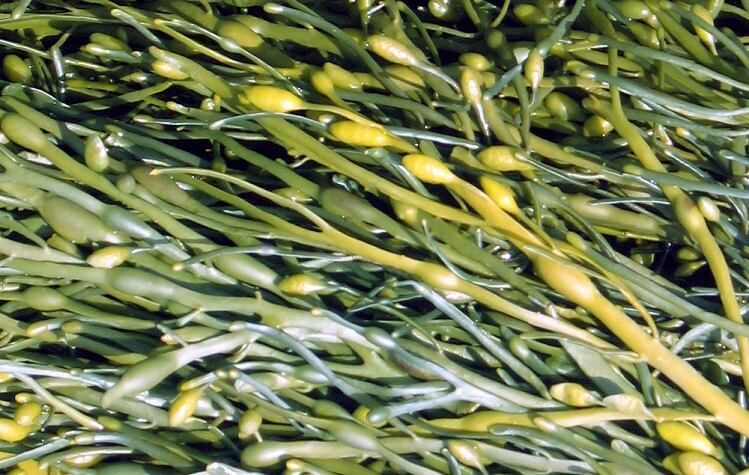 New study sheds more light on blood sugar management properties of algae polyphenols