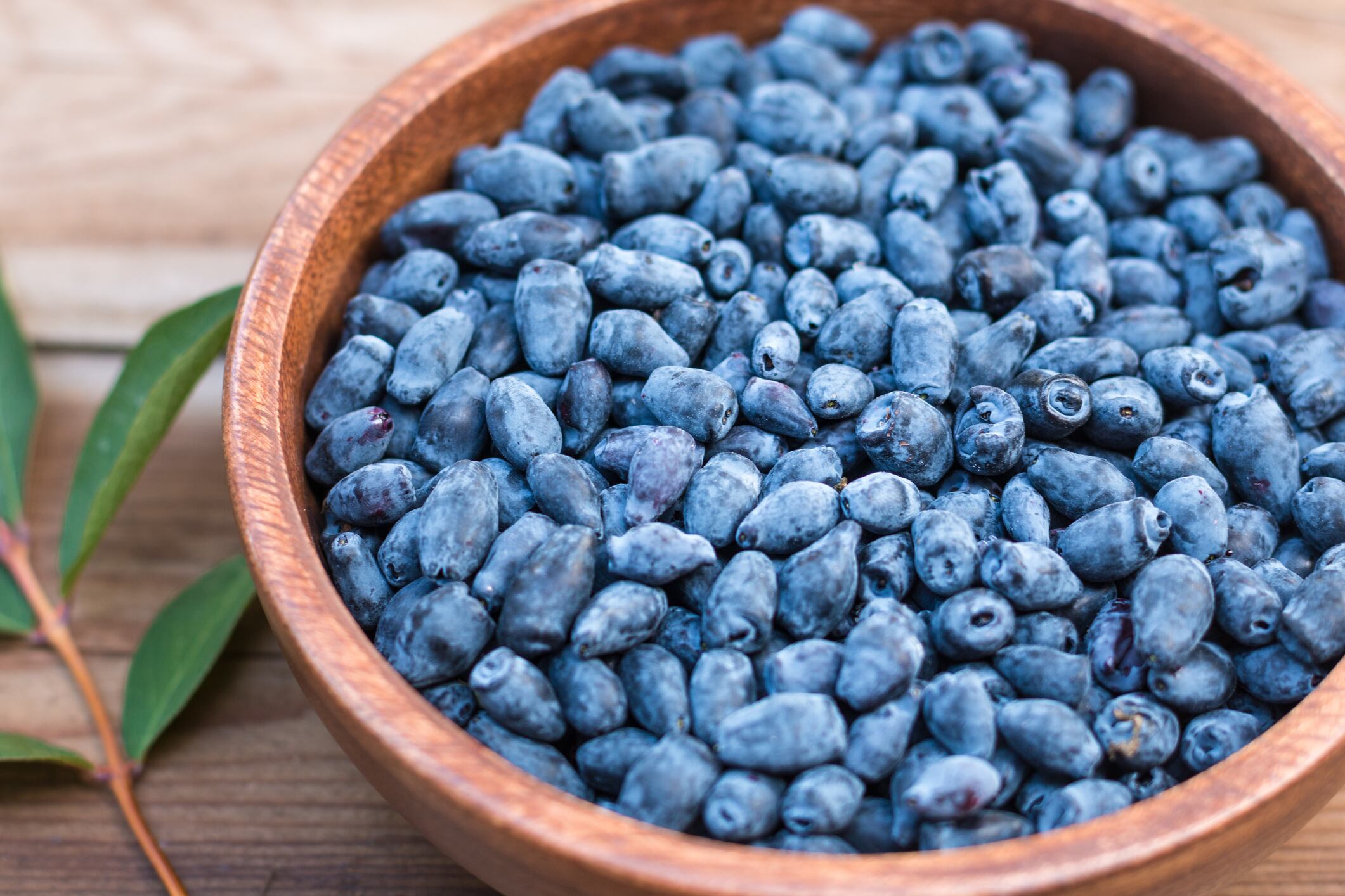 'Unexplored': Could haskap berries improve blood pressure and memory in older adults?
