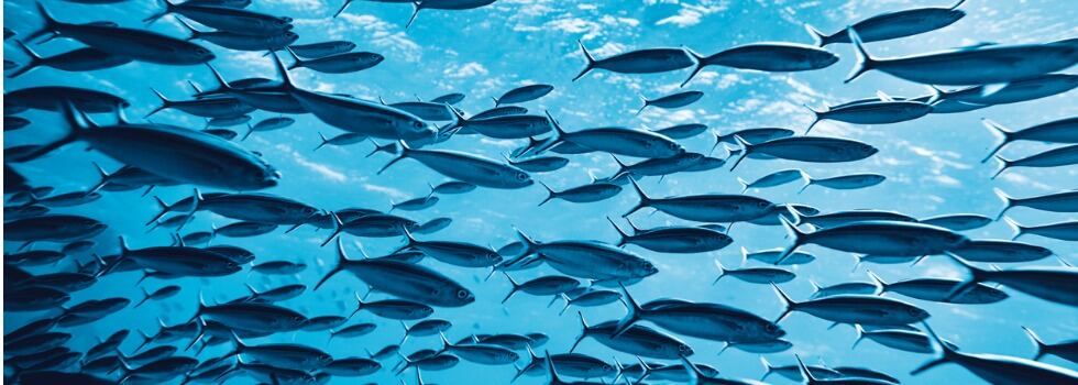 How traceable single sourcing ensures the consistency of collagen supplies 