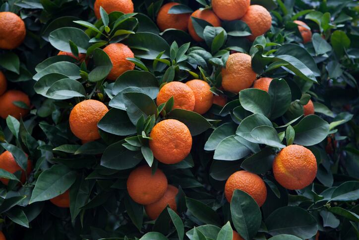 FDA study finds hidden synthetic ingredients, poor quality control in bitter orange supplements