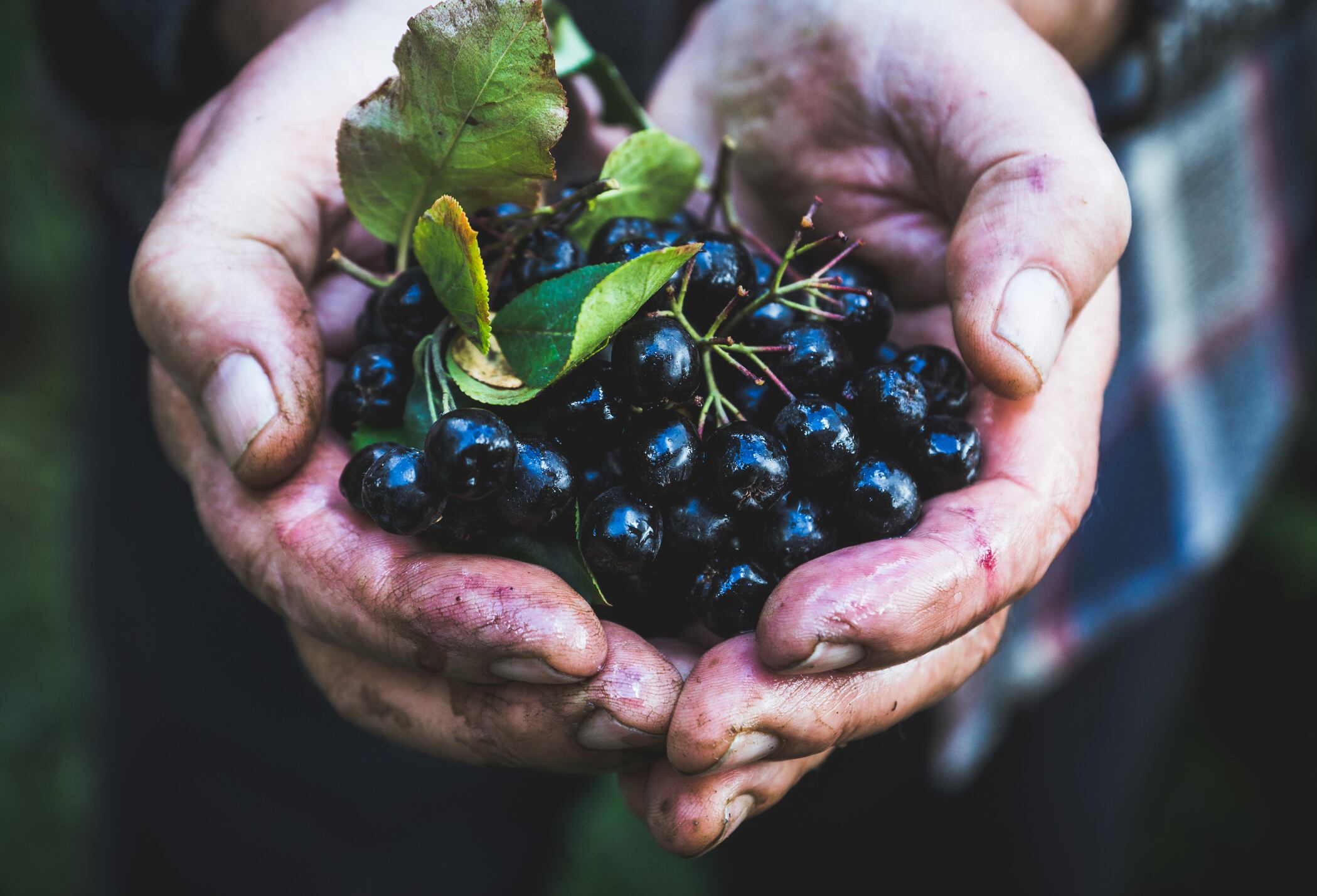 Aronia-may-exert-heart-benefits-via-gut-microbiota-modulation-Study.jpg
