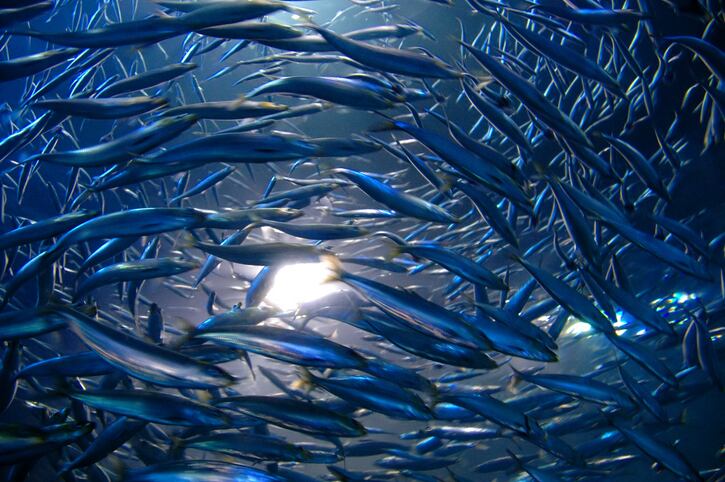 Latest surveys show promising sustainability picture for major marine omega-3s sources