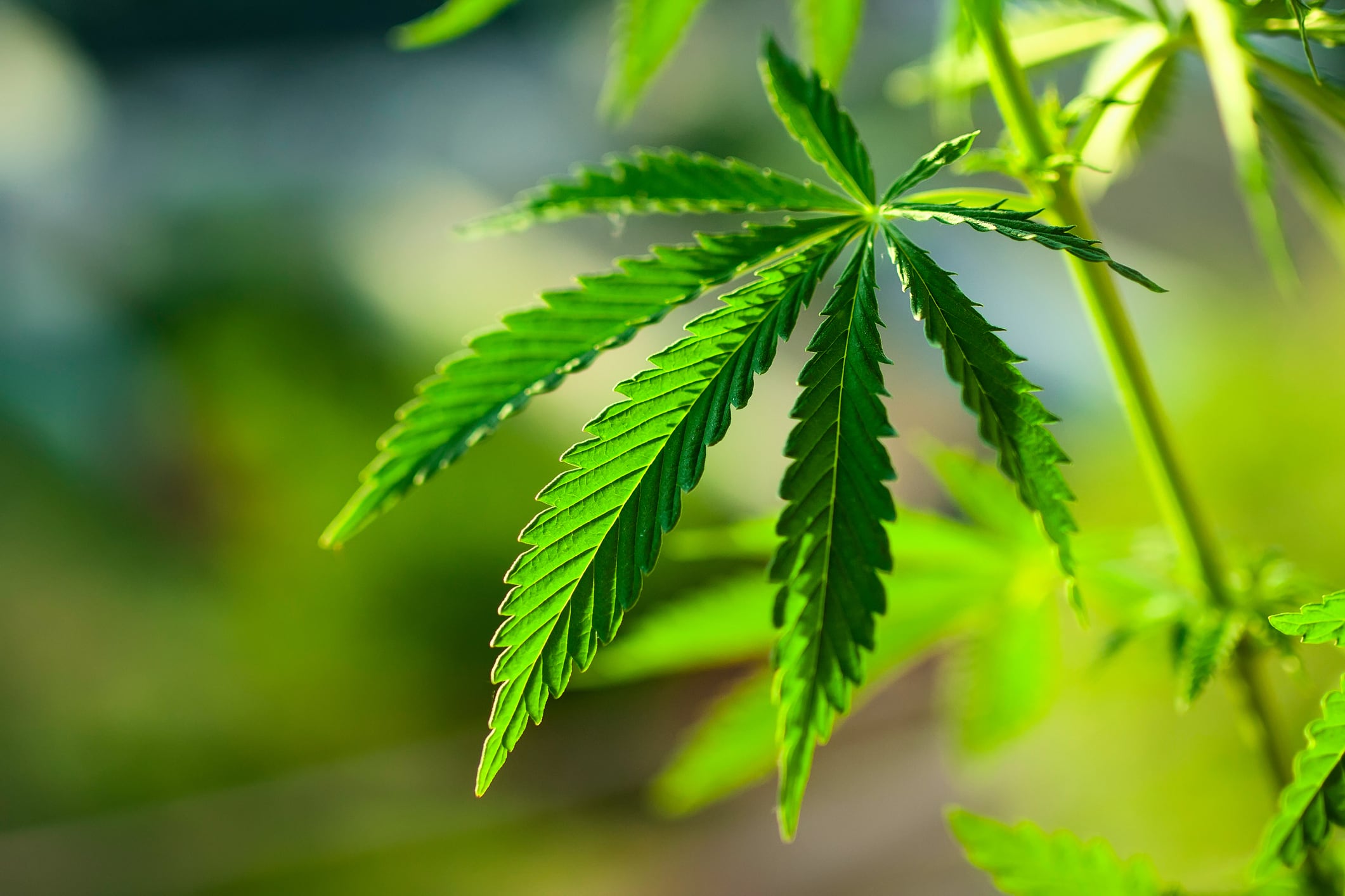 FDA’s CBD public meeting: The NDI/GRAS question, gaps in the safety data, and more