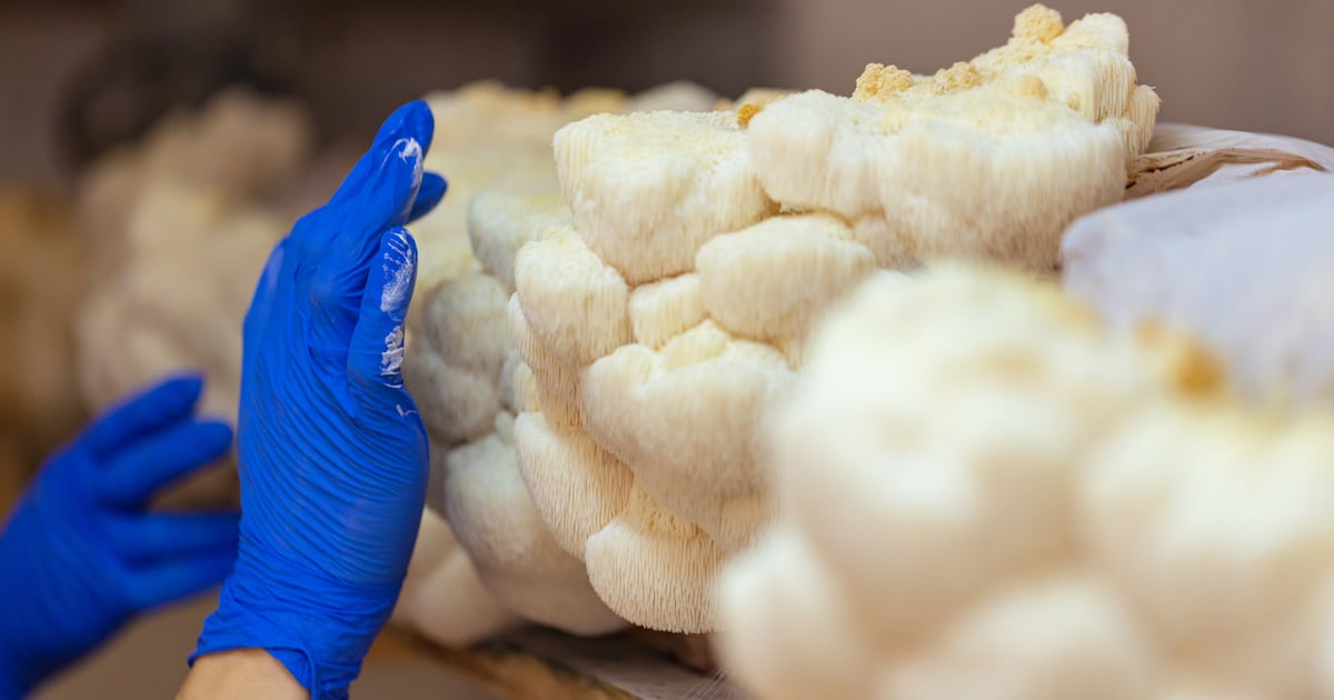 Monterey Nutra doubles output as mushroom projects scale