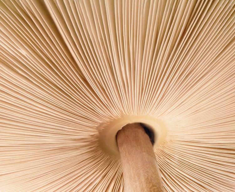 How mycelium innovation is ‘unlocking the potential of the fungi kingdom’