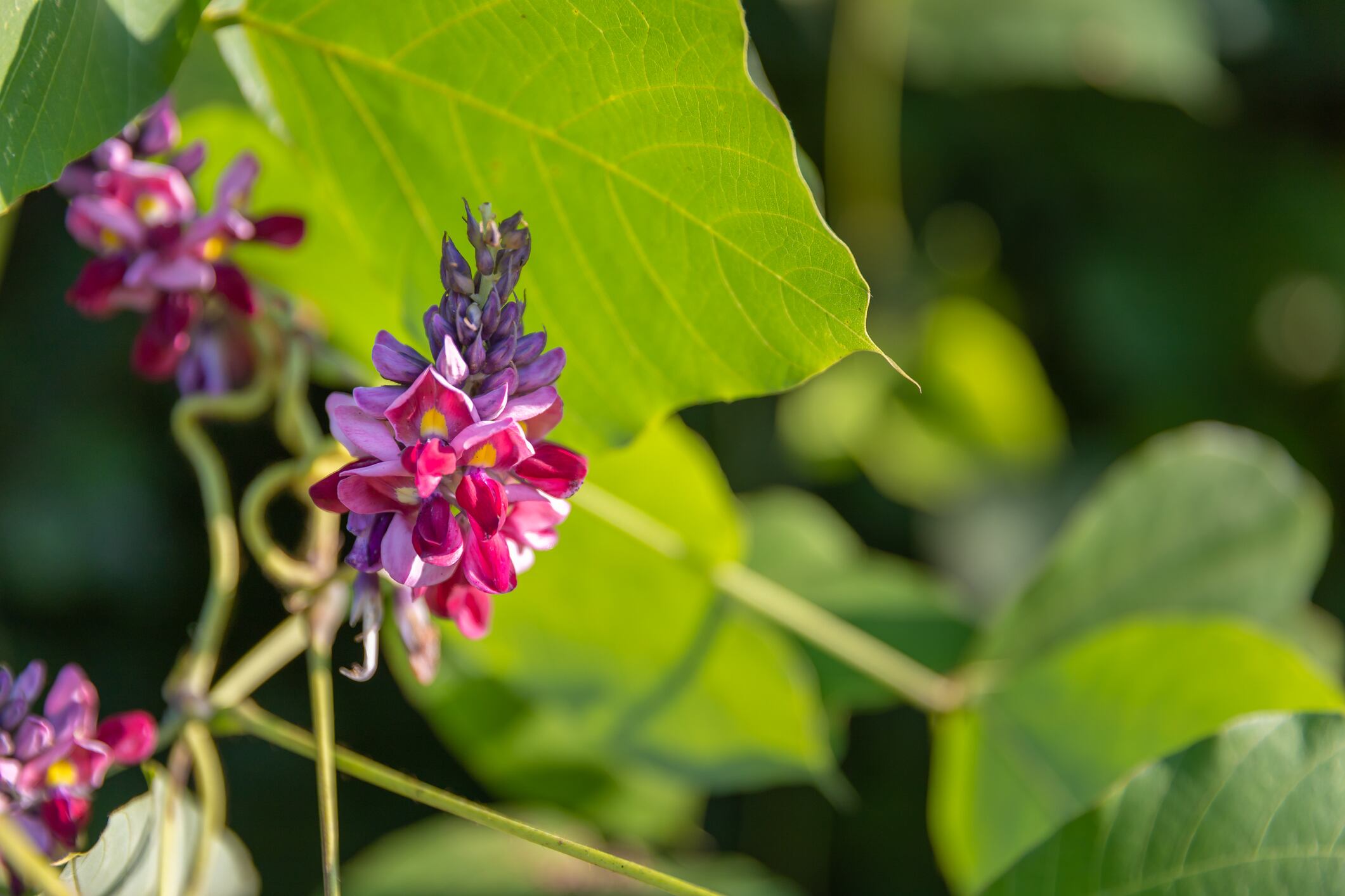 Kudzu-flower-and-mandarin-peel-may-reduce-menopause-symptoms-says-RCT.jpg