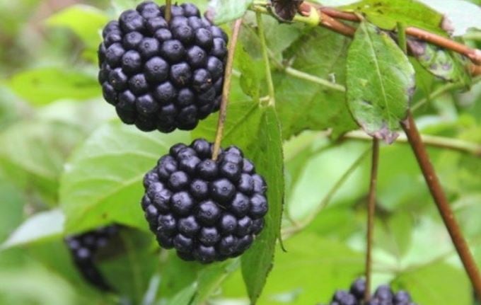 Leaves of Siberian ginseng and drynariae rhizome stems may enhance cognitive functions, Japan RCT