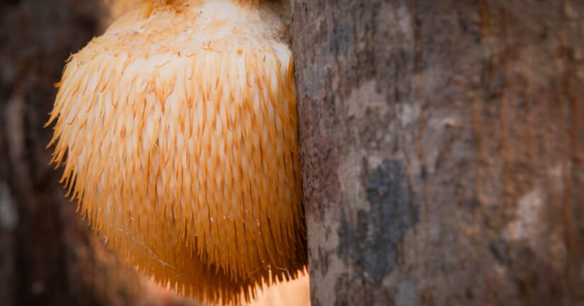 Nammex introduces ErinaPrime lion’s mane mycelium powder