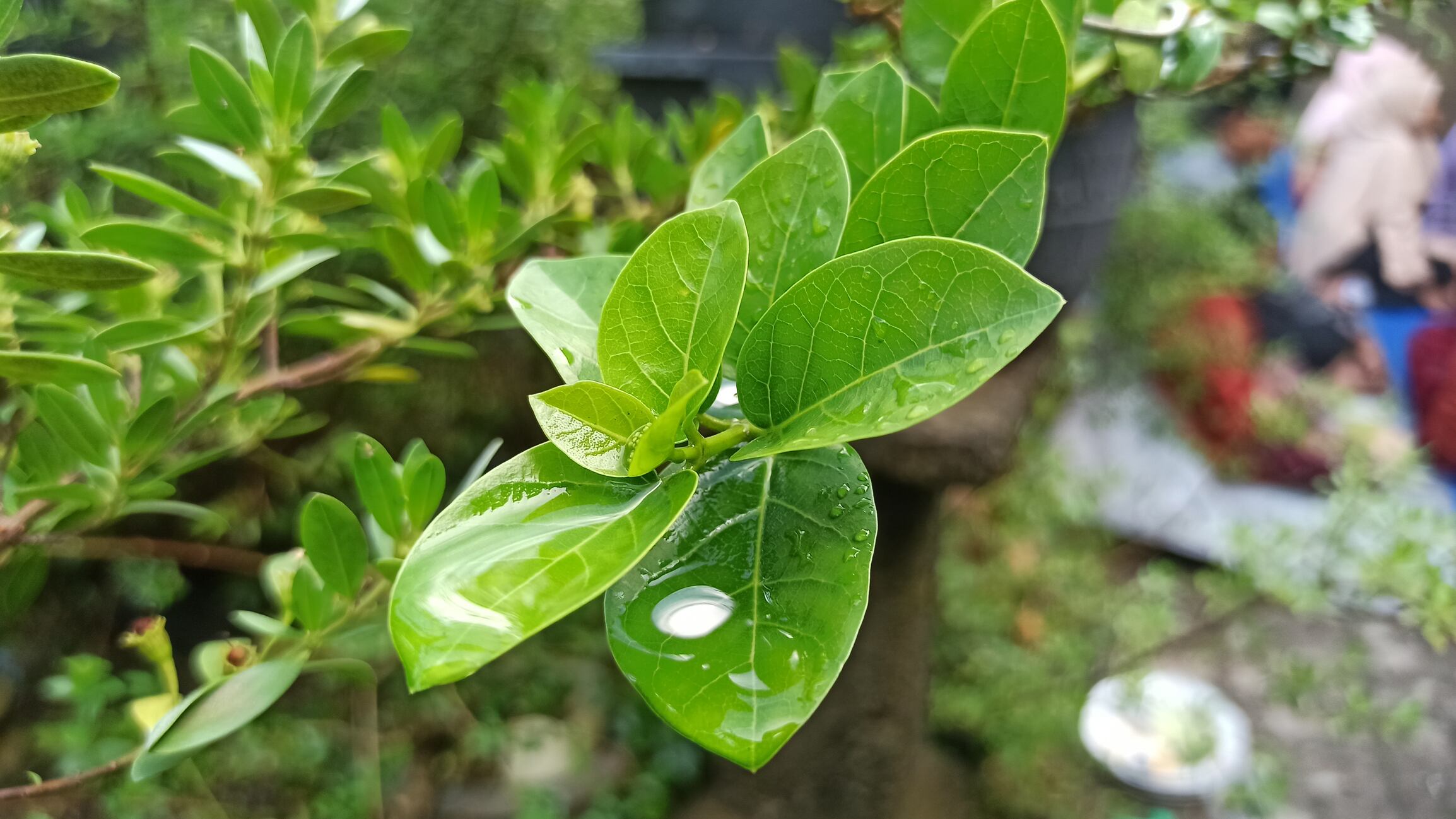 Gymnema sylvestre, a climbing medicinal plant traditionally used in Ayurveda, is banned for use in health supplements in South Korea.