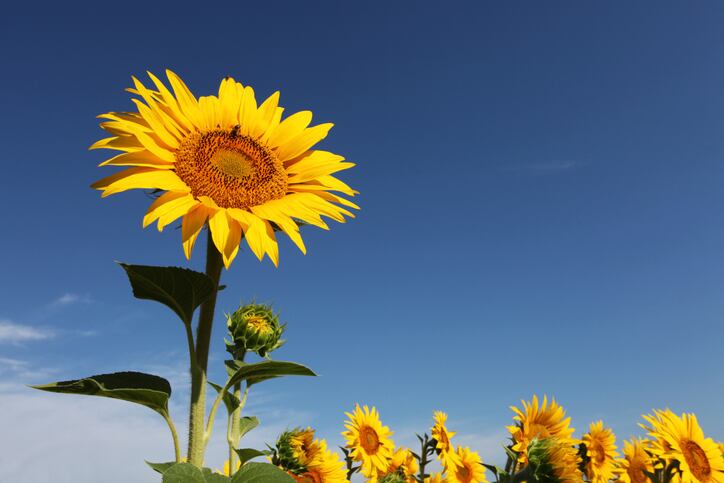 Should your business get B Corp-certified? 