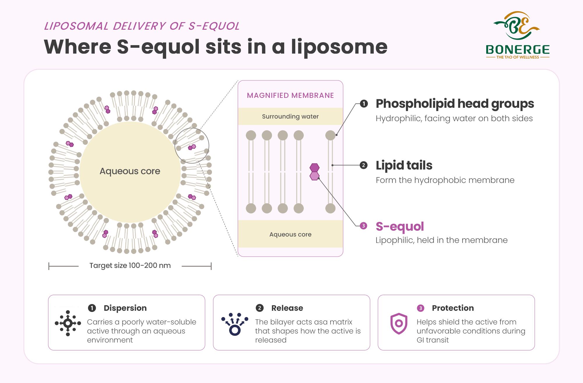 Liposomal delivery of S-equol diagram: S-equol held in the phospholipid bilayer of a liposome with an aqueous core