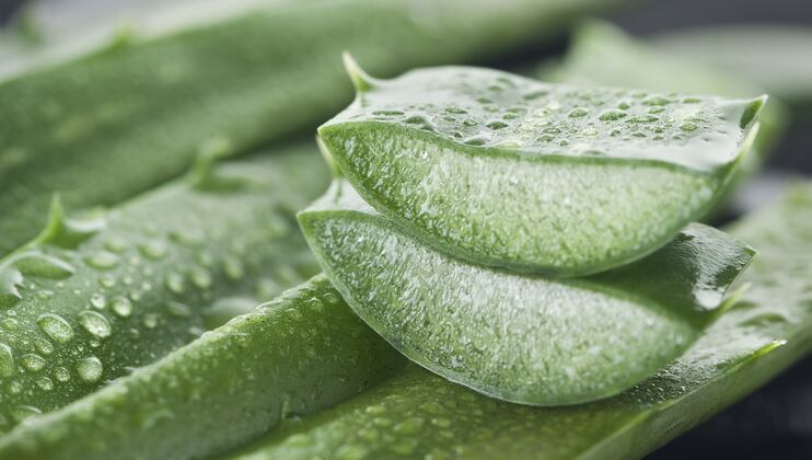 Taiwan’s new regulations on aloe vera use in food, supplements to kick in next Jan