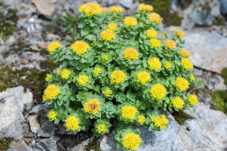 PLT, Nektium make progress on Rhodiola cultivation