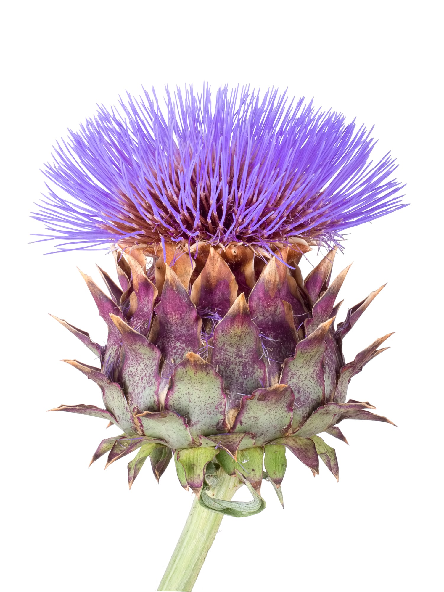 Cardoon-C-Goldfinch4ever-Getty-Images.jpg