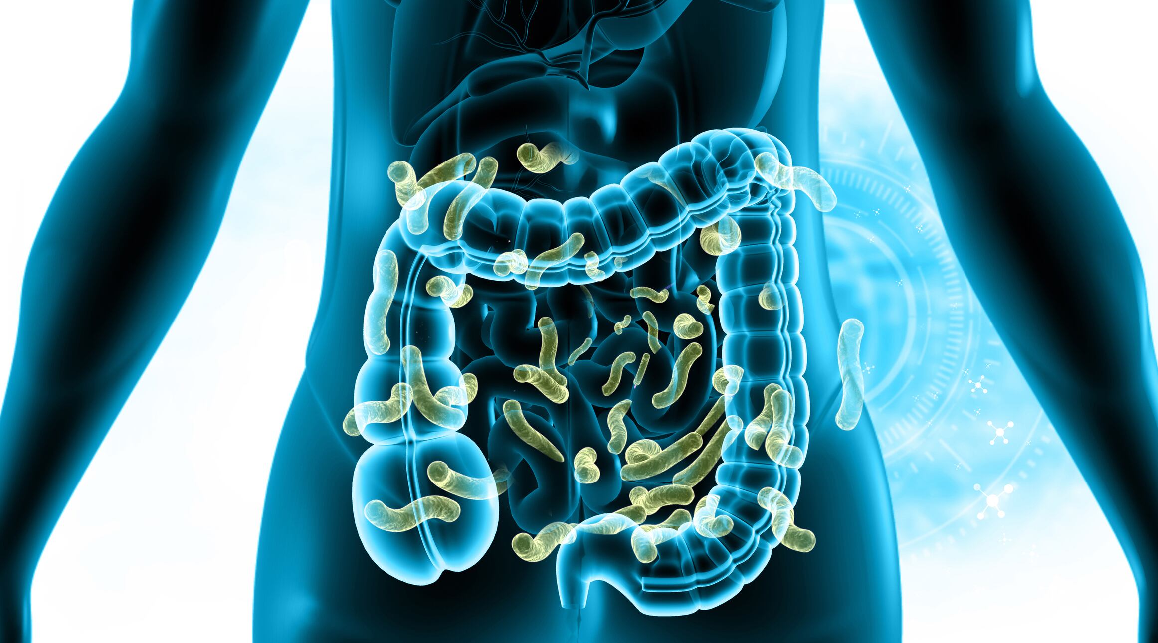 Human colon healthy bacteria. 3d illustration