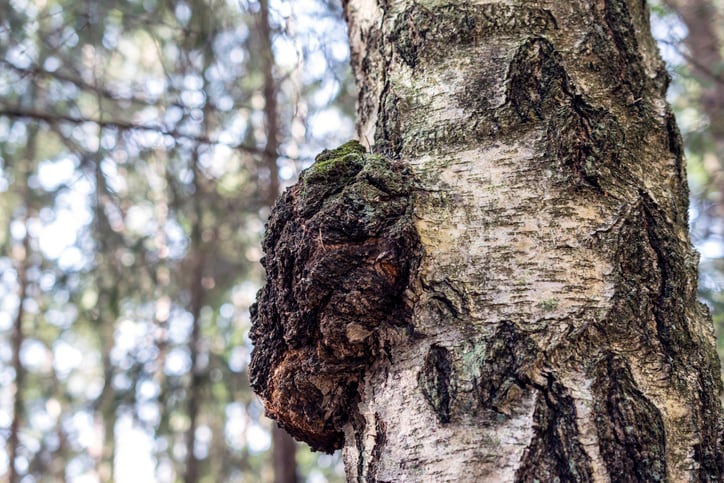 GettyImages-chaga.jpg