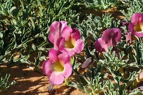 Review of devil’s claw data reveals history of use, multiple benefits for under appreciated botanical