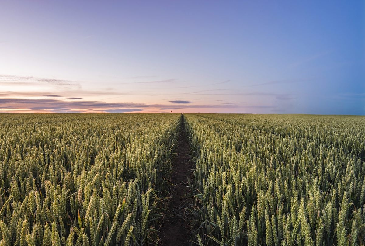 Paper lays out new way to think about carbon capture and land use
