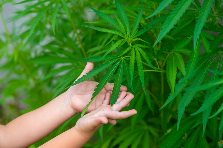 ASA-warns-against-CBD-claims-for-children-s-safety.jpg