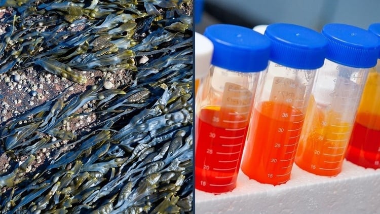 Global-seafood-producer-Thai-Union-taps-on-microalgal-omega-3-potential.jpg