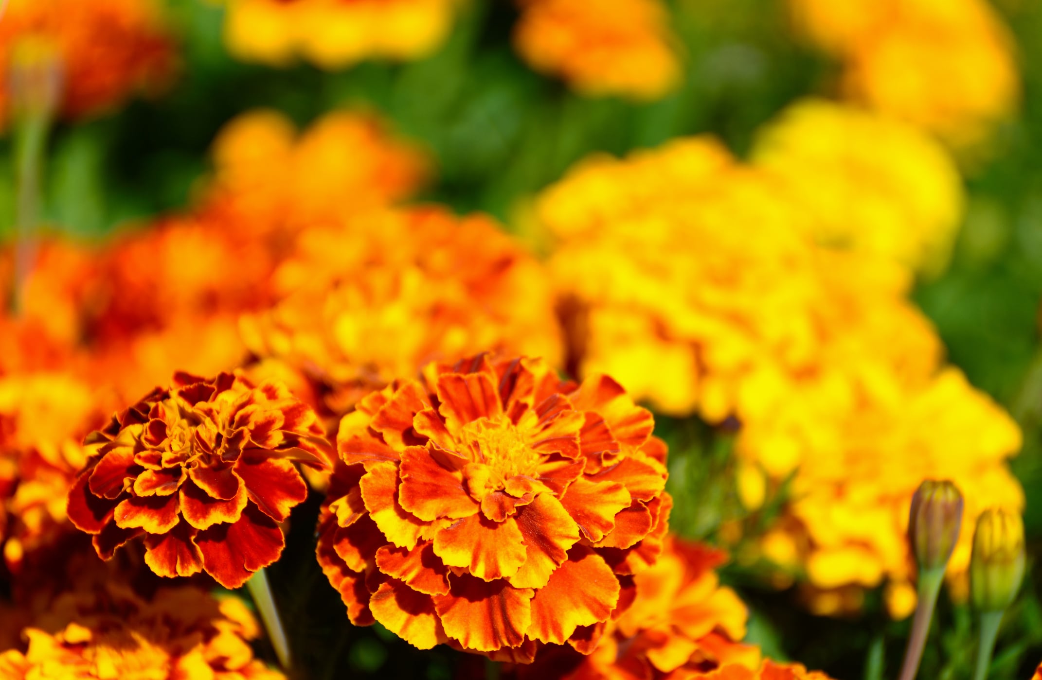 Lutein levels linked to better memory in adults: Study