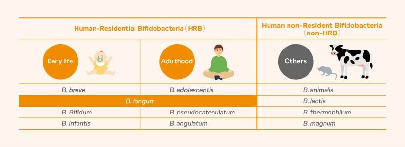 Types of Human-Residential Bifidobacteria