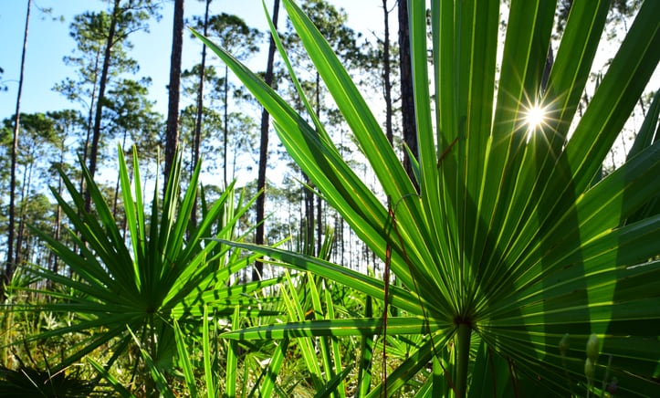 South Korea drafts new regulations for saw palmetto and gingko leaf extract