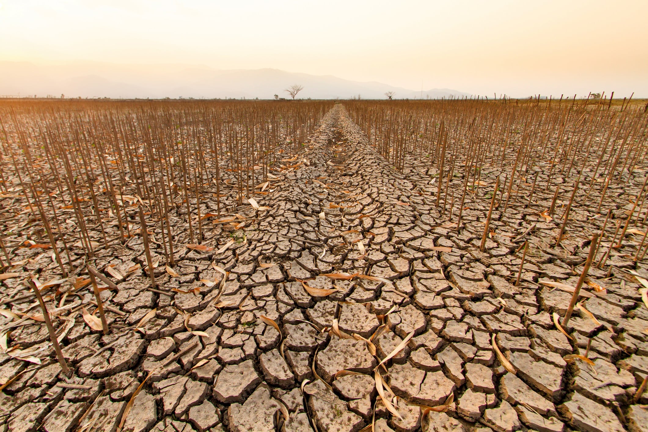Food industry must act now to avoid climate disaster