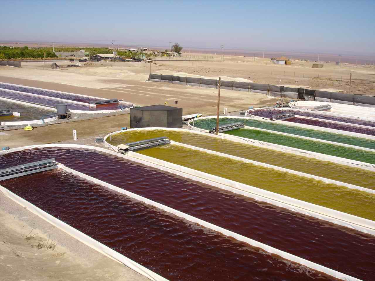 Astaxanthin producer looks to grow European market with new partnership