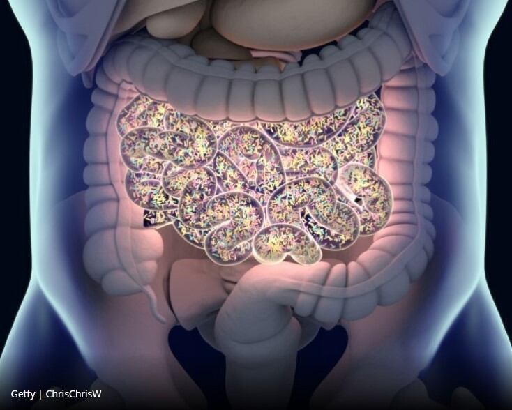 Faecal microbiota transplants restore chemo-damaged gut microbiome, says Maat Pharma