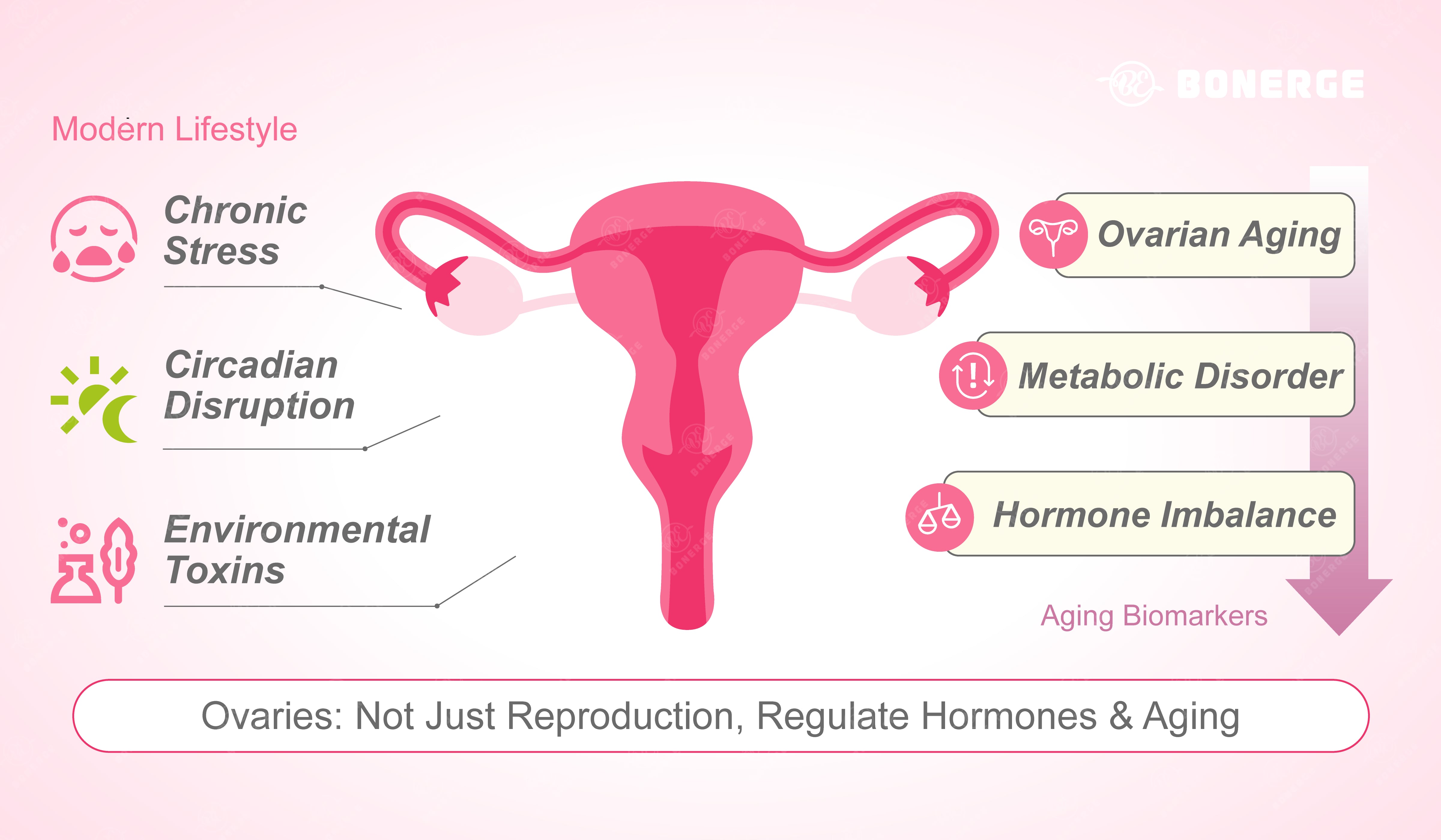 Illustration showing how modern lifestyle factors affect ovarian health and hormone balance in women’s health, contributing to ovarian aging and metabolic dysfunction
