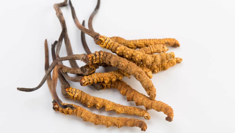 Cordyceps-Ophiocordyceps-sinensis-C-shamanoo-Getty-Images.jpg