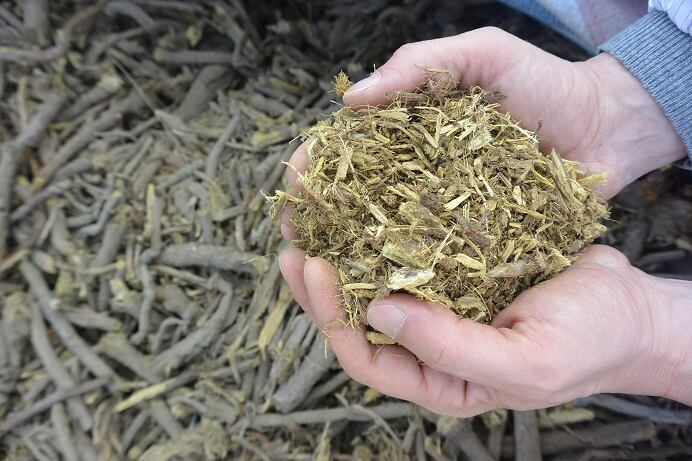 Liquorice derived ingredients in the spotlight