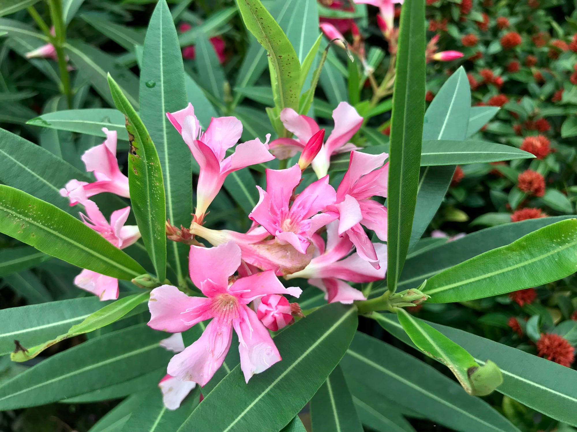 FDA rejected oleander constituent as a new dietary supplement ingredient a month ago