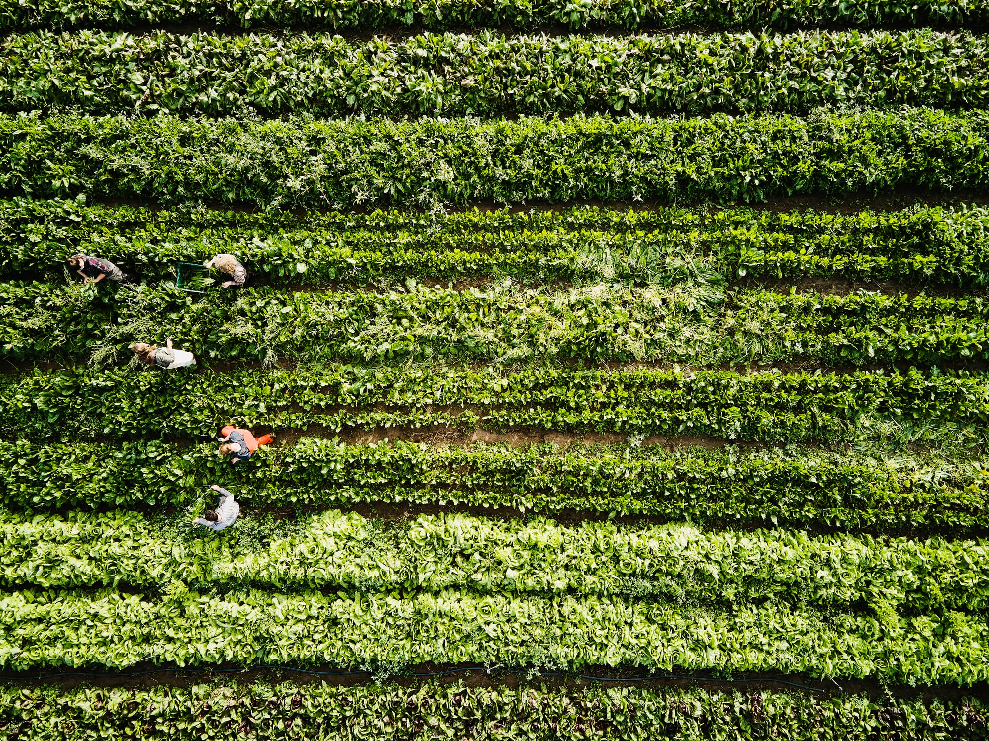 Aerial shot of farmers harvesting organic kale in farm field on fall morning