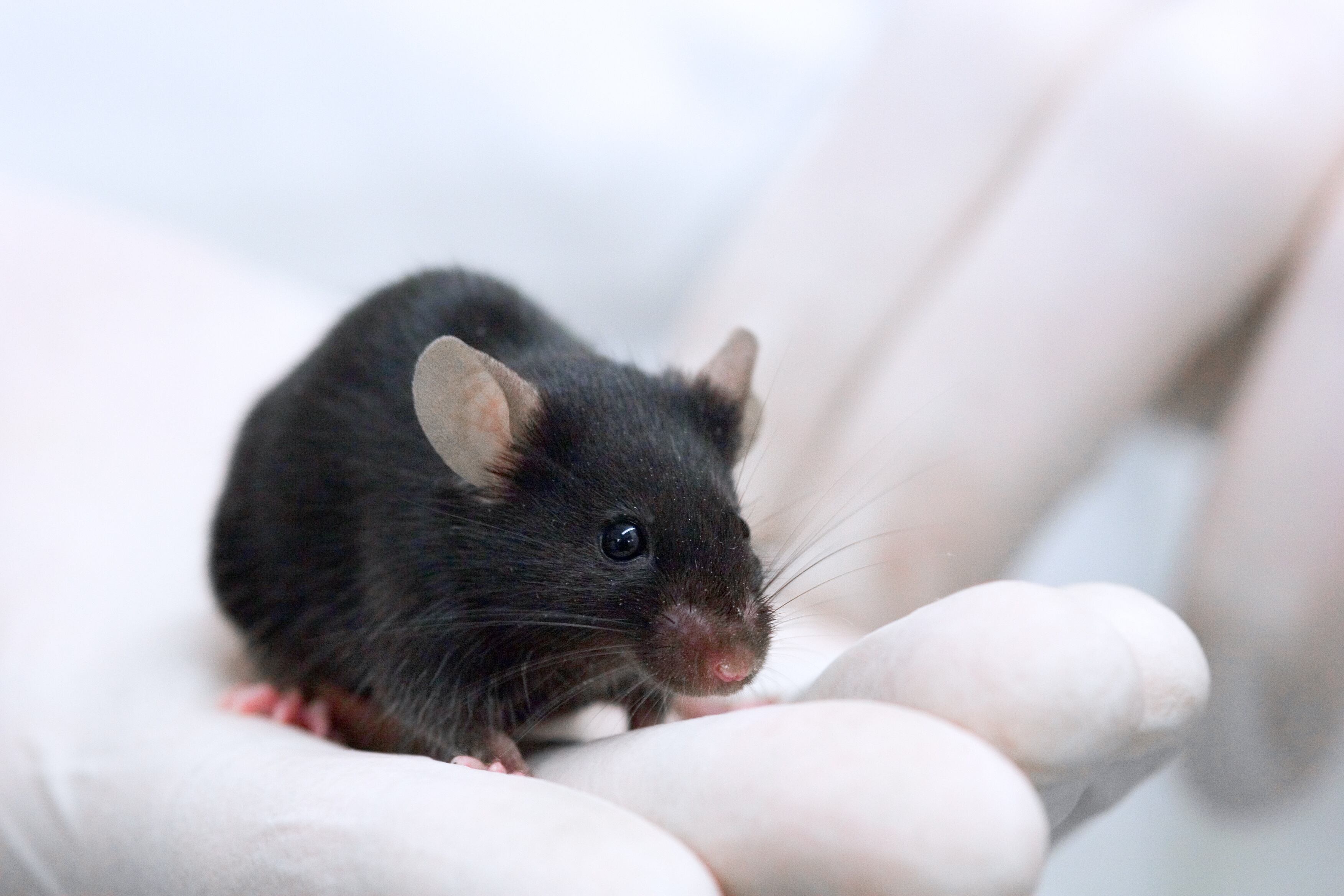Ketone-supplementation-may-improve-body-composition-in-aging-male-mice.jpg
